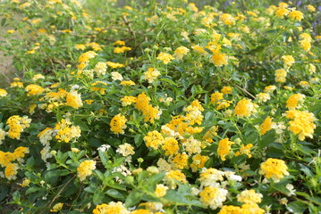 Yellow flowers in the garden