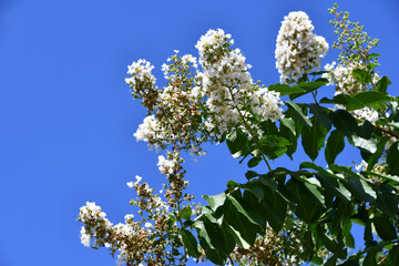 白いサルスベリ