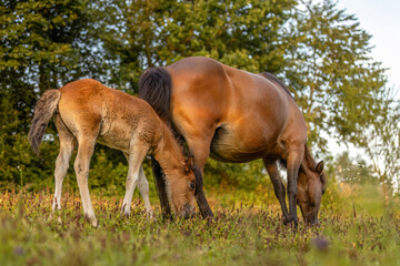 Obraz premium A cute bay brown icelandic horse foal on a pasture in summer outdoors