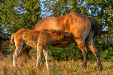 A cute bay brown icelandic horse foal on a pasture in summer outdoors