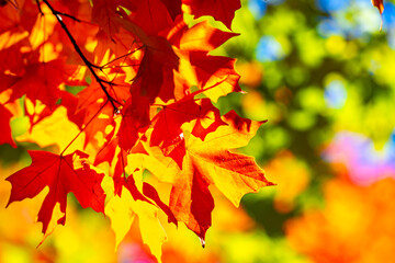 Beautiful orange and yellow autumn leaves. Fall leaves of maple trees. Autumn fall leaves in sunlight. Natural autumn background. Autumnal background. Foliage, falling leaves background. Autumn leaf.