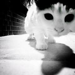 cat in the snow