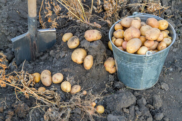 Harvesting potatoes in the field. A bucket of potato tubers. A shovel and potato tubers on the ground.