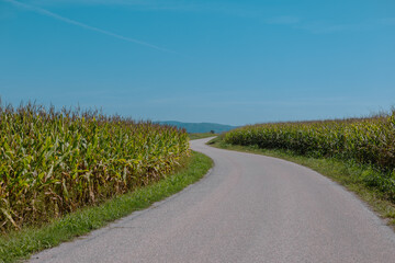 Corn field in the late summer. Asphalt road through the corn fields in Bela krajina region in Slovenia, looking towards a small bend in the road