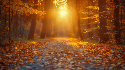 Fototapeta premium Golden Autumn Pathway at Sunrise in a Forest