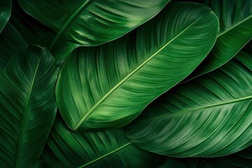 Obraz premium Nature leaves, green tropical forest, backgound illustration concept , ai