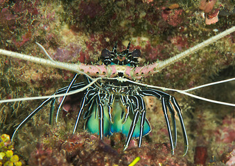Painted Spiny Lobster crawls on coral of Bali