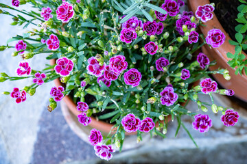 Dianthus caryophyllus, commonly known as carnation or clove pink, 