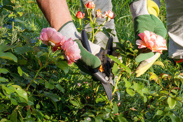 Person with gardening gloves cuts a pink rose from the bush in the garden with garden shears