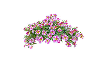 Bouquet, Bunch, shrub of flowers. Rose periwinkle. primrose. (red, pink) Rose Four o'clock Flower. (png) Colorful flowers, primula vulgaris are blooming. On white background.	