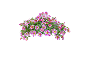Bouquet, Bunch, shrub of flowers. Rose periwinkle. primrose. (red, pink) Rose Four o'clock Flower. (png) Colorful flowers, primula vulgaris are blooming. On white background.	
