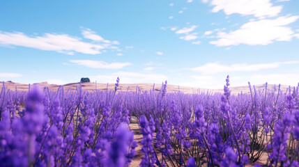 Naklejka premium Stunning Lavender Field Under a Blue Sky