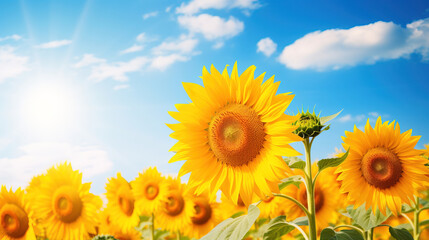 Fototapeta premium Vibrant Yellow Sunflowers in a Field Under a Blue Sky