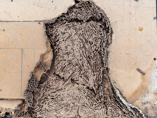 Close up of Termites Eating wood, (Termite damage house)