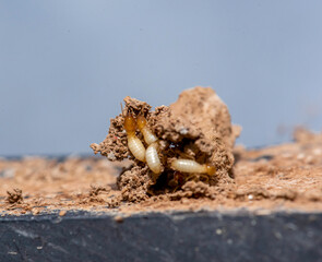 Close up of Termites Eating wood, (Termite damage house)