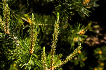 Closeup of lush green tree branches under bright sunshine
