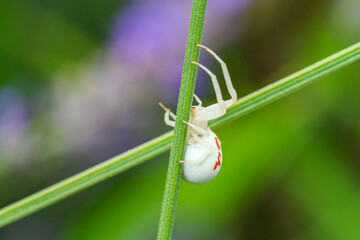 White crab spider climb at green line with soft bokeh background