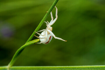 White crab spider climb at green line with soft bokeh background