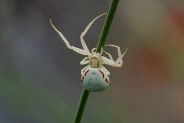 White crab spider climb at green line with soft bokeh background