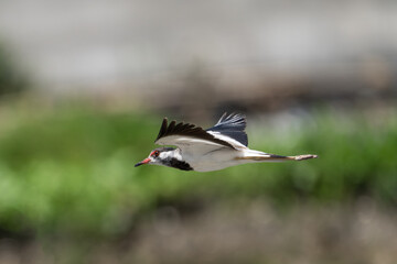 Red-wattled Lapwing in flight. The Red-wattled lapwing (Vanellus indicus) is large wader native to Asia.