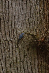 nuthatch
