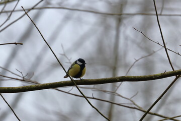 great tit