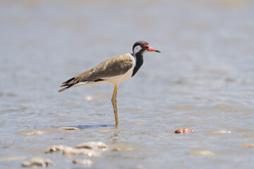The Red-wattled lapwing (Vanellus indicus) is large wader native to Asia.