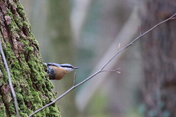 nuthatch