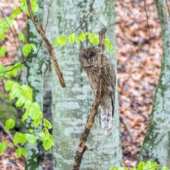 High resolution image of a single wood owl in the woods of Romania