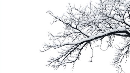 Fototapeta premium Winter scene with trees.