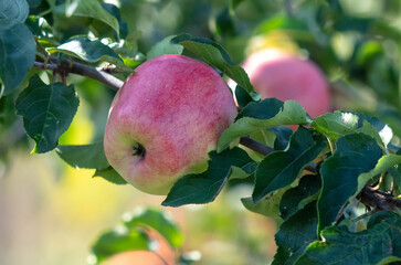 Red ripe apples on a tree in summer