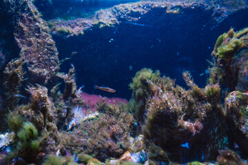 An underwater world where small fish swim