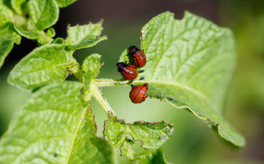 Colorado potato beetle on potato leaves. Close-up