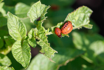 Colorado potato beetle on potato leaves. Close-up