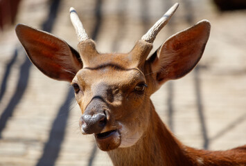 Portrait of an antelope in the zoo