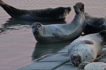 harbour seal