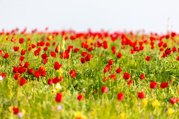 Field with red tulips in the steppe in spring as a background.