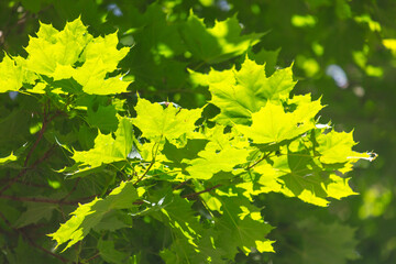 Green leaves on a tree in the park in summer