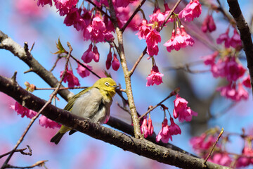 Swinhoe's white-eye (Zosterops simplex) with flowers of Taiwan cherry (Prunus campanulata) blooming in spring in Hong Kong with blue sky