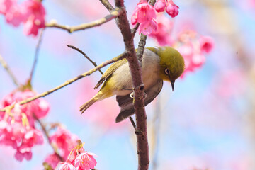 Swinhoe's white-eye (Zosterops simplex) with flowers of Taiwan cherry (Prunus campanulata) blooming in spring in Hong Kong with blue sky