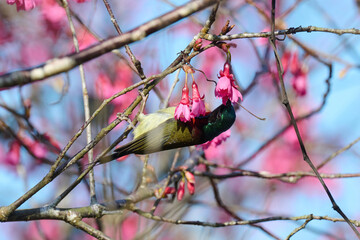 fork-tailed sunbird (Aethopyga christinae) with flowers of Taiwan cherry (Prunus campanulata) blooming in spring in Hong Kong with blue sky
