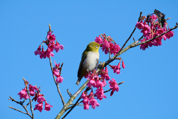 Swinhoe's white-eye (Zosterops simplex) with flowers of Taiwan cherry (Prunus campanulata) blooming in spring in Hong Kong with blue sky