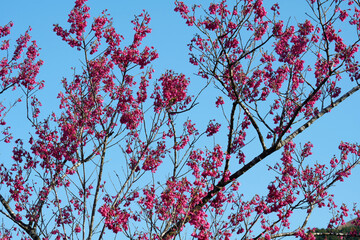 Flower of Taiwan cherry (Prunus campanulata) blooming in spring in Hong Kong with blue sky