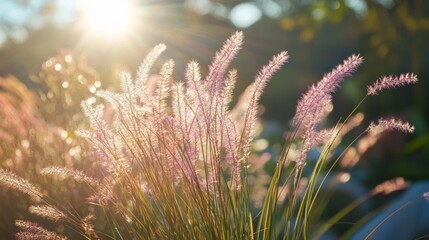 Grass blooms under sunlight's embrace