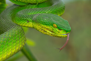 Red tailed Bamboo Pit viper
