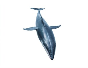 Blue whale isolated on a white background. Ai generated image