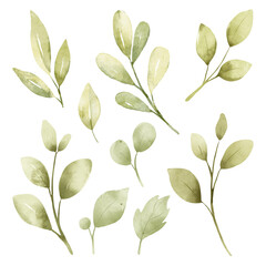 Leaves watercolor set. Hand painting floral illustration. Green leaf, plants, foliage, branches isolated on white background.