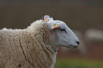 Obraz premium sheep