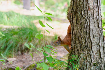 Squirrel in the forest. Squirrel climbs down from a tree. Wildlife and animals.