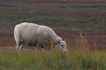 Obraz premium sheep